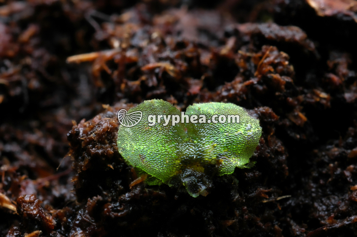 Prothalle de fougère - gryphea.com